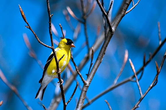 American Goldfinch