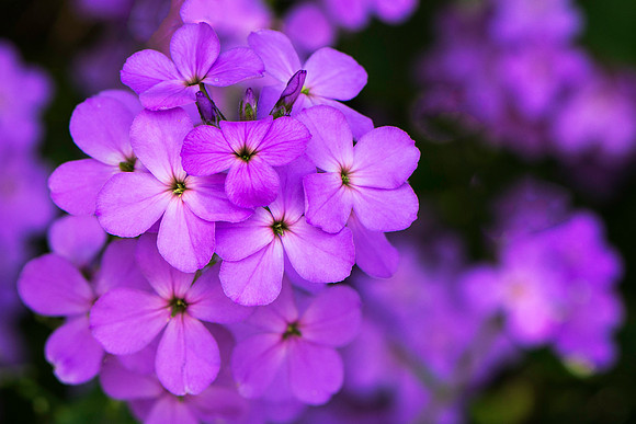 Unknown Flowers