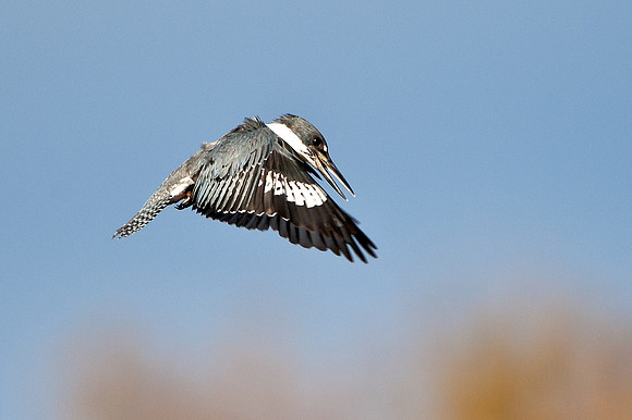 Kingfisher Hovering