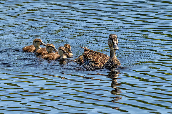 American Black Duck Ducklings