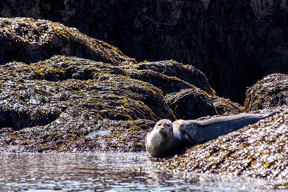 Seals on the Way to Petit Manaan