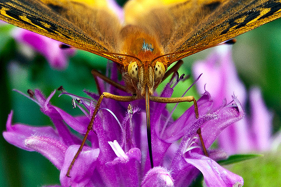 Great Spangled Fritillary