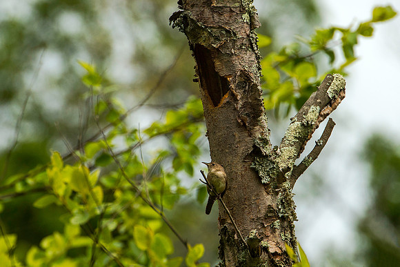 House Wren near Nest