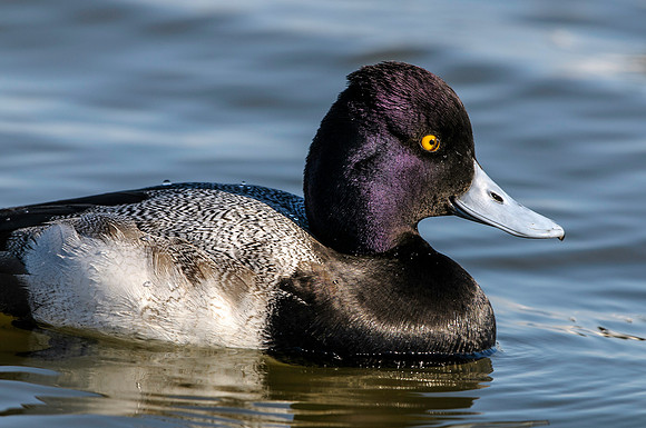 Lesser Scaup