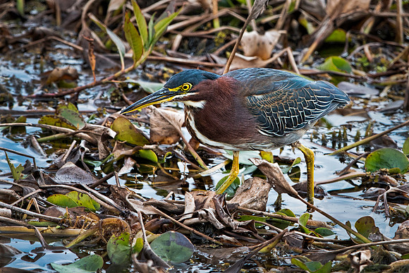 Green Heron
