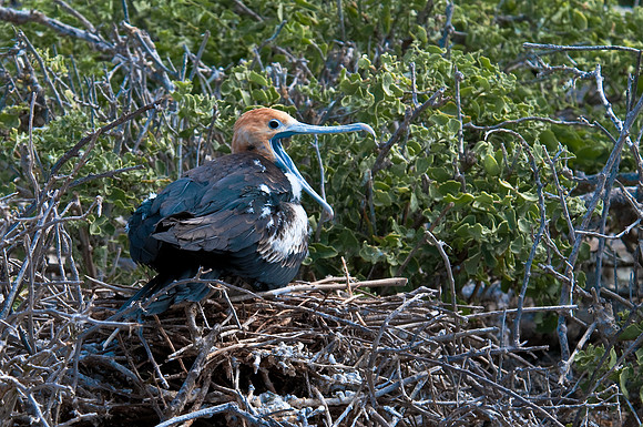Frigatebird