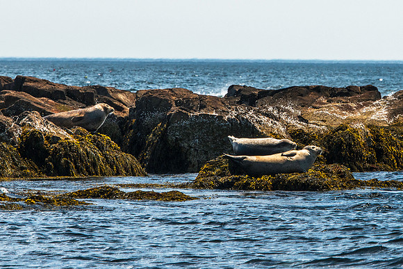 Seals on Bunker Ledge in the Eastern Way 2
