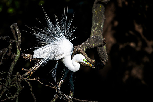 Great Egret Showing Its Mating Plumage
