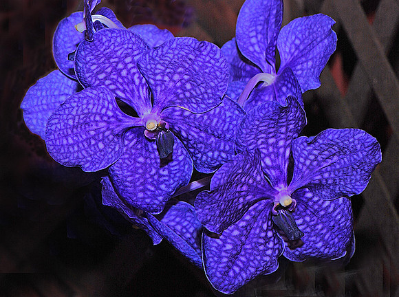 Orchid
