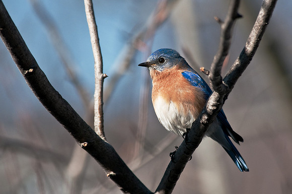 Bluebird