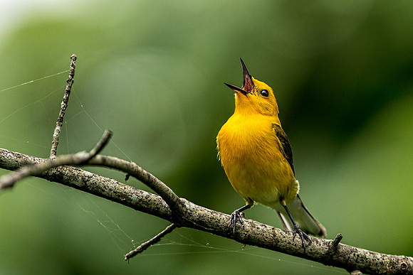 Prothonotary Warbler
