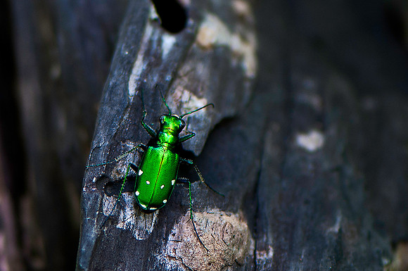 Cicindelid Beatle