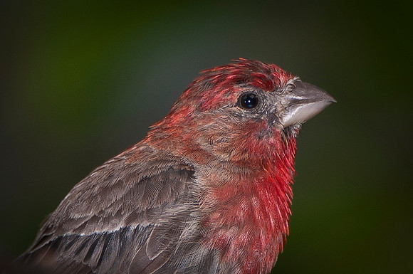 House Finch