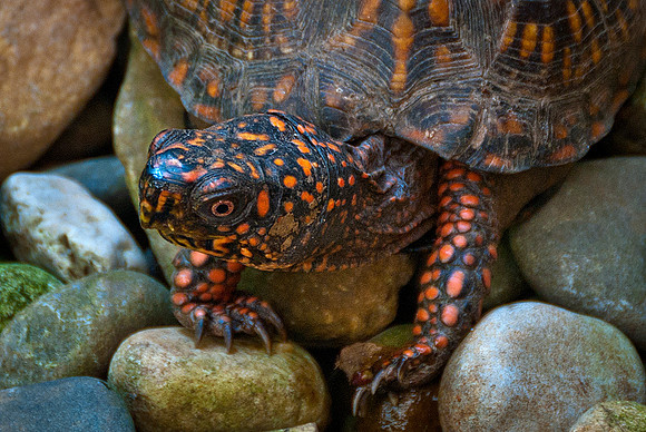 Eastern Box Turtle