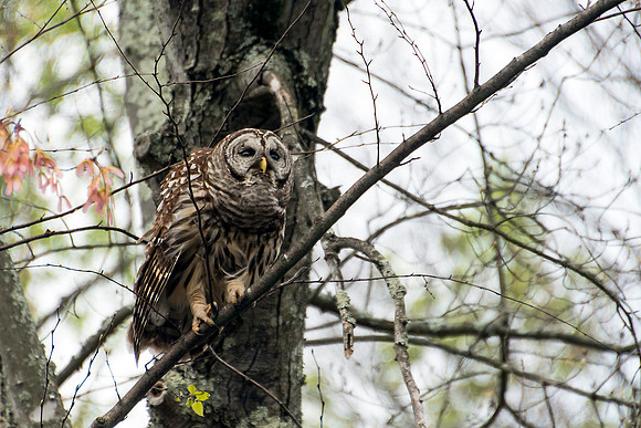 Barred Owl