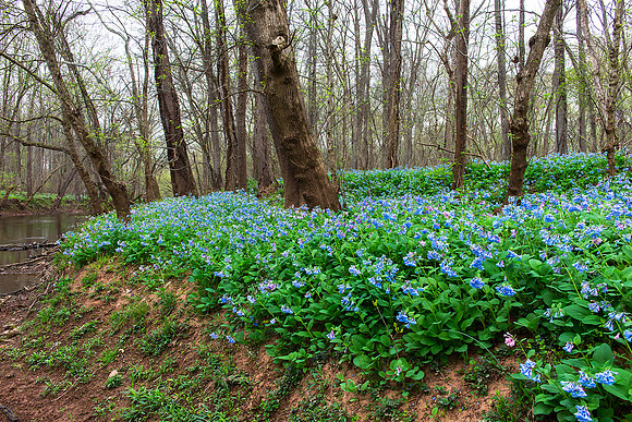 Bluebells at Merrimac Farm Wildlife Management Area