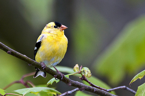 American Goldfinch