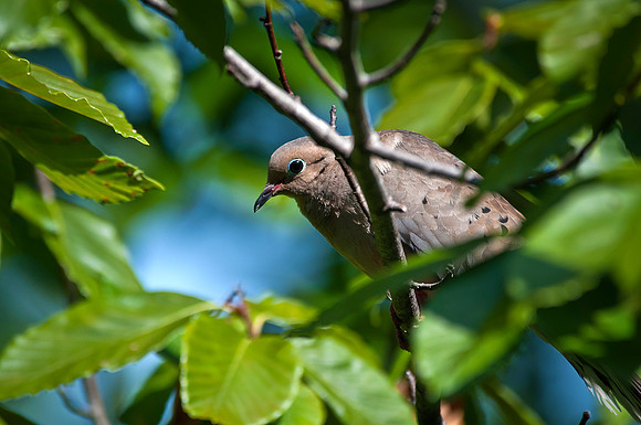 Dove