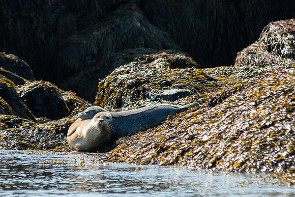Seals on the Way to Petit Manaan