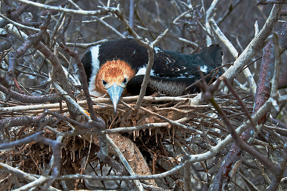 Frigatebird