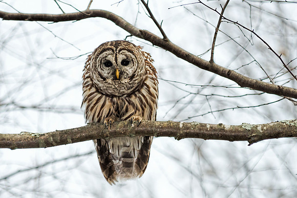 Barred Owl on Lake Montclair