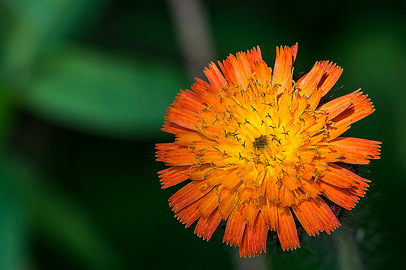 Orange Hackweed