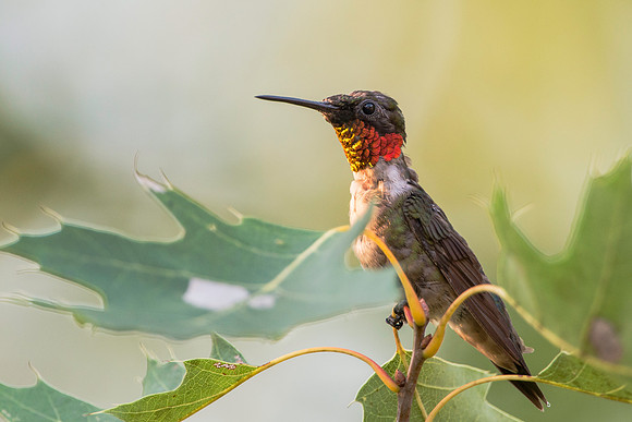 Ruby-throated Hummingbird