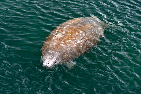 Manatee at Wakulla Spring