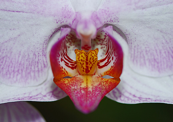 Orchid