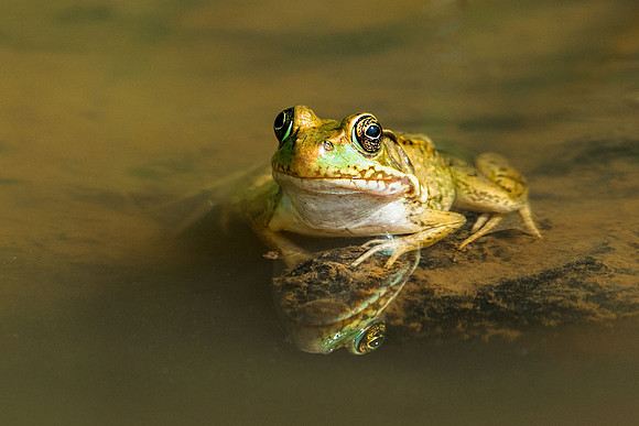 Bull Frog
