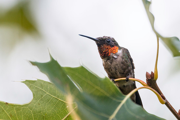 Ruby-throated Hummingbird