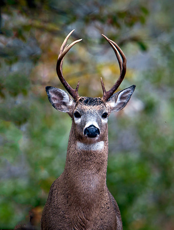 White-Tailed Buck