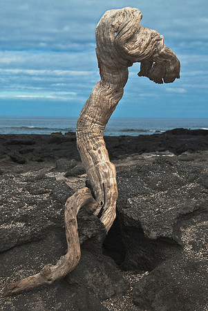 Driftwood on Fernandina Island