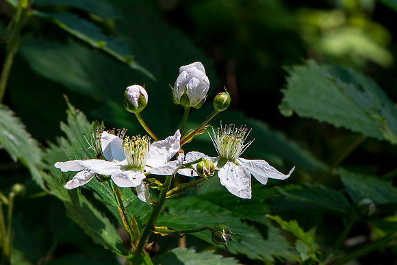 American Plum Flowers