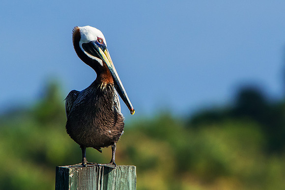 Pelican on Bridge Piling