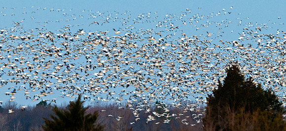 Snow Geese Chaos