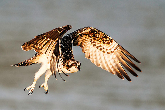Osprey Chick Taking to the Air