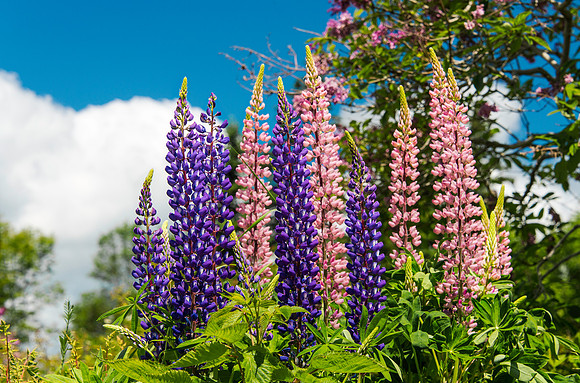 Lupines on Islesworth