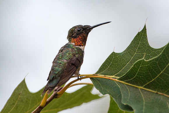 Ruby-throated Hummingbird