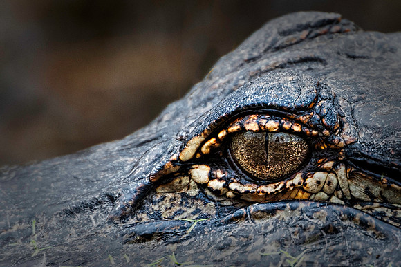 Gator Eye Contact