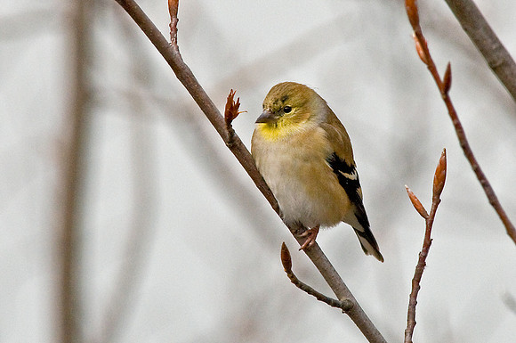 American Goldfinch