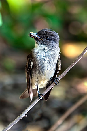 Eastern Phoebe