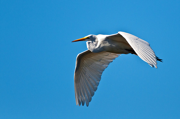 Egret