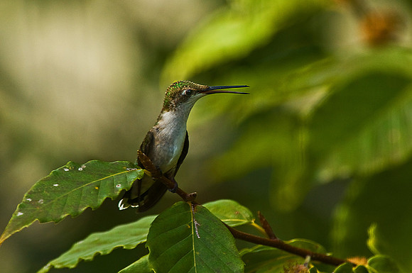 Ruby-Throated Hummingbird