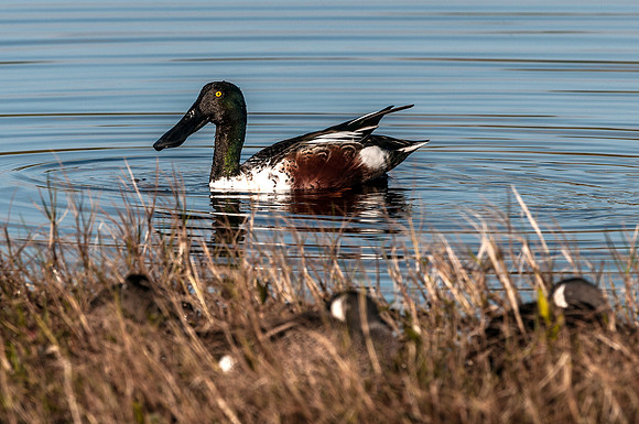 Northern Shoveler