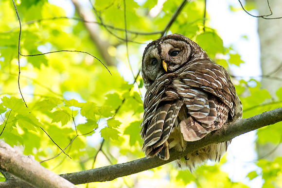 Barred Owl