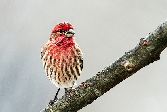 House Finch