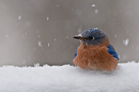 Bluebird in Snow