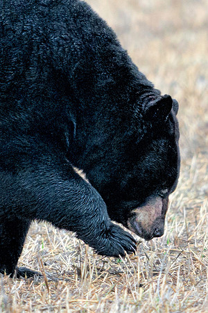 Black Bear