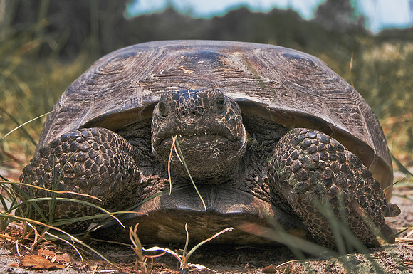 Gopher Tortuise, Lake Mary, FL